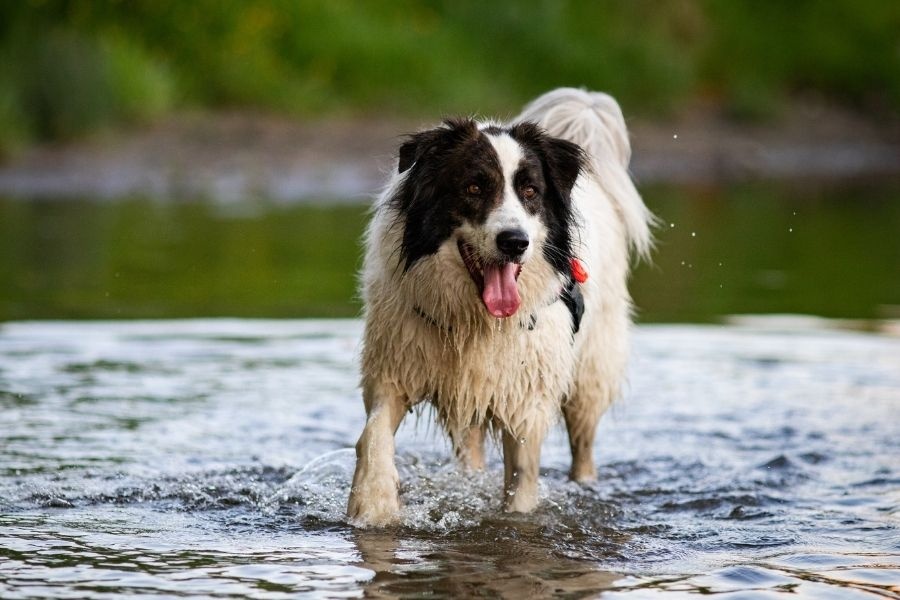 blue green algae dogs swimming season