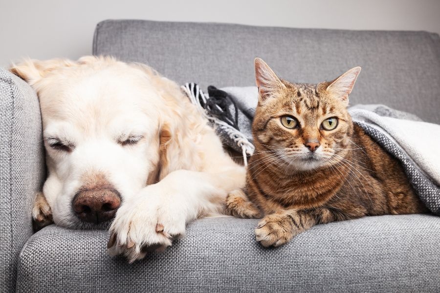 what to expect first urgent pet care visit
