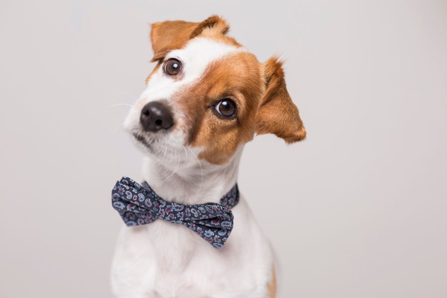 why pet dental cleanings need anesthesia