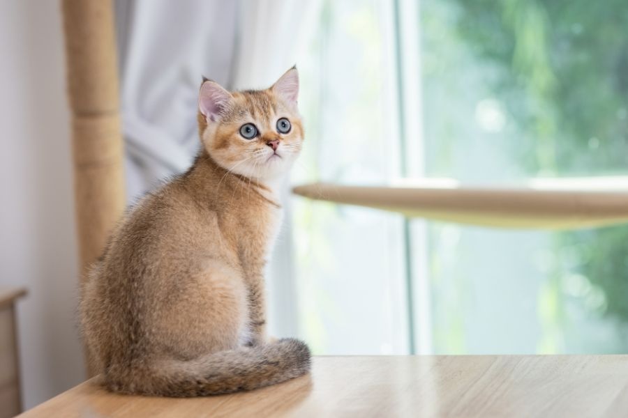 urgent care for newborn kittens signs