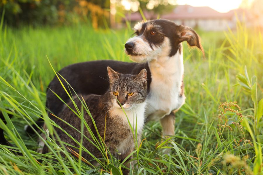 urgent pet care vs specialist vet