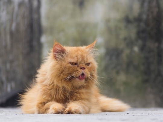 cat needs urgent vet care