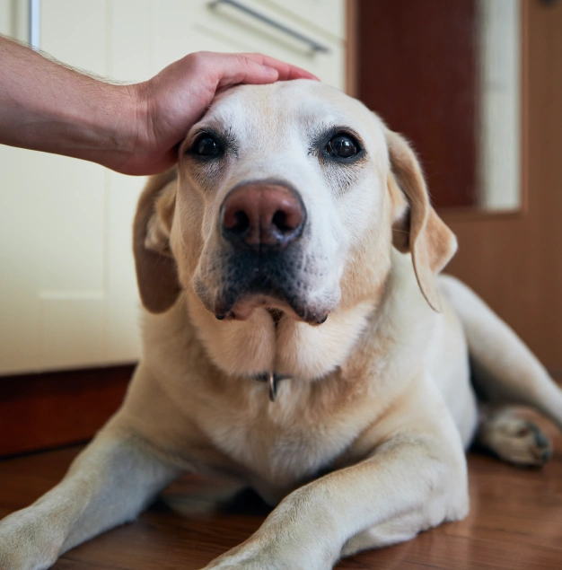 A person's hand resting on the head of a yellow Labrador lying on a kitchen floor, looking up at the camera.