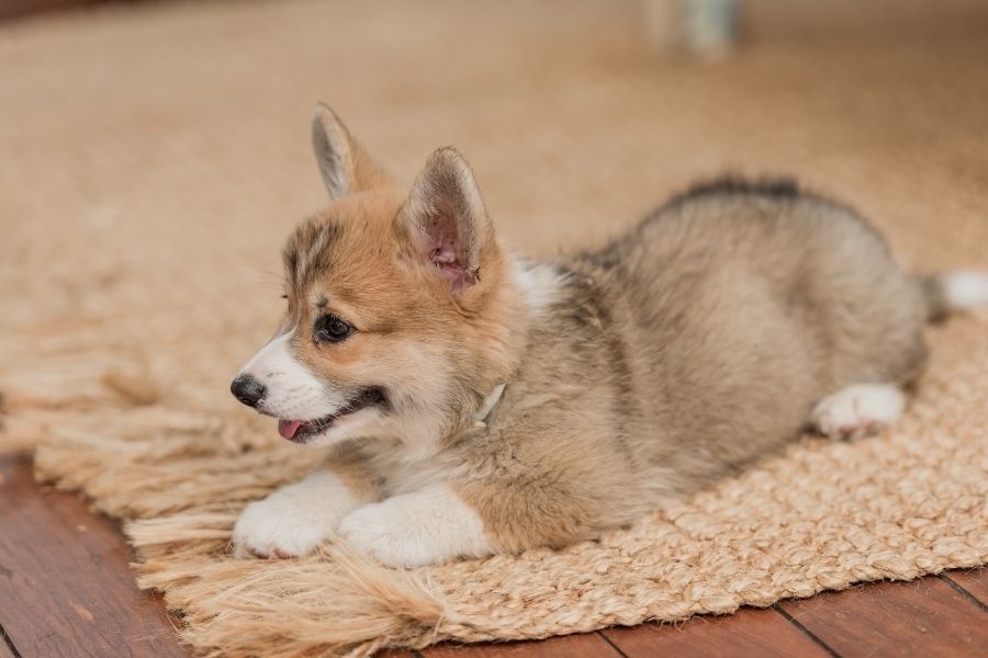 dog symptoms that should never wait