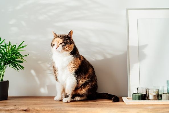 cat ate string ribbon