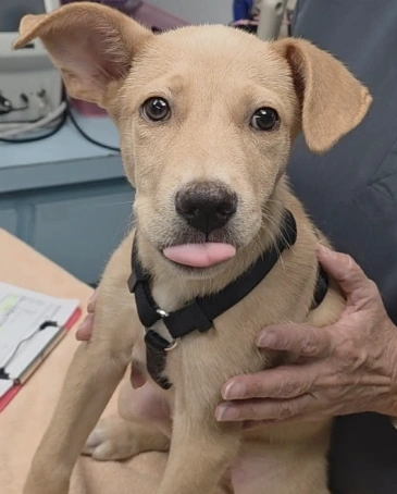 Veterinary Services 10 urgent pet care